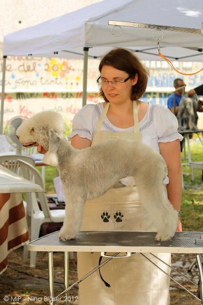 2012-07-01 B & B - Bedlington & Bichon Fun Day (2)_1000x1499.jpg